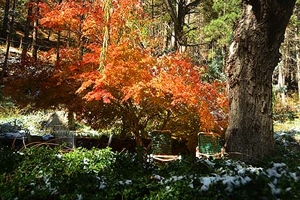 Forest Houses, November 2015